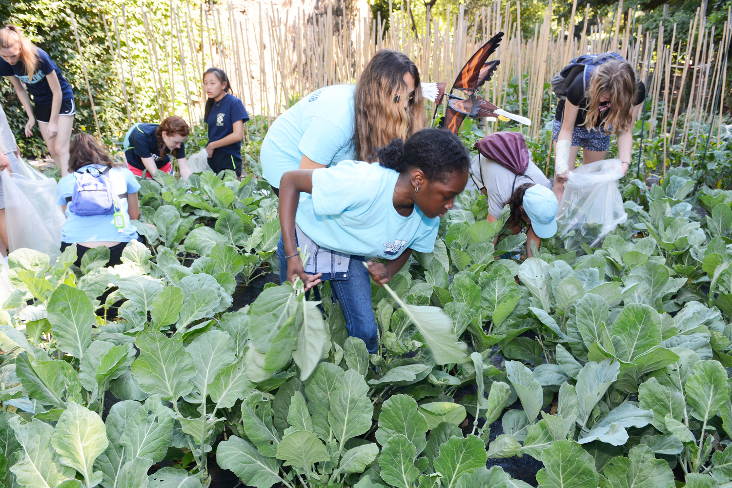 Leigh Brown, a rising eighth-grader, collects collard greens.
