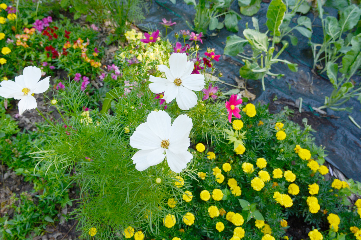 The Food for Others Garden is home to flowers such as white cosmos and yellow marigolds.