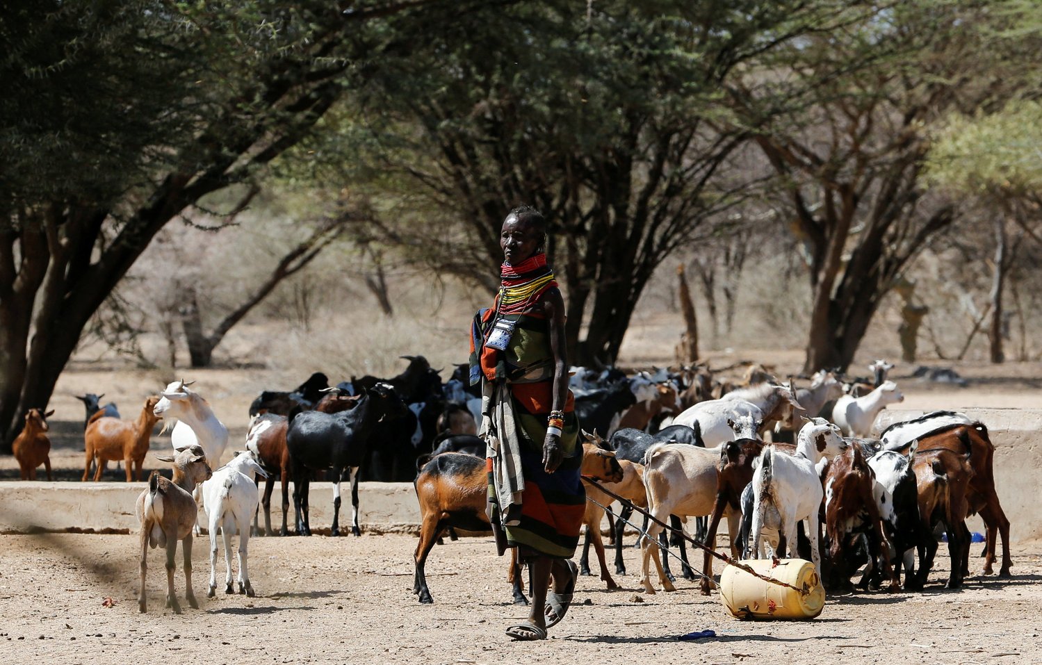 A woman from the Turkana pastoralist community affected by the worsening drought due to failed rain seasons pulls a jerrycan of water past goats at Sopel village in Turkana, Kenya Sept. 27.