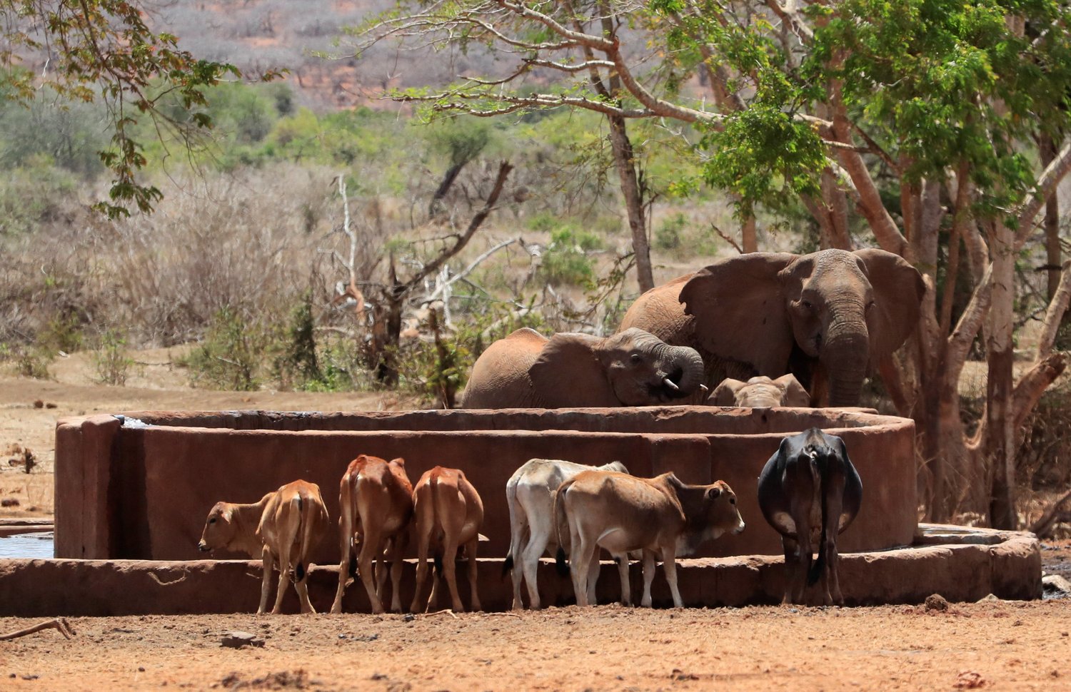 Elephants and cattle affected by the worsening drought due to climate change impacted failed rain seasons, share water at a solar-powered water point in the Mgeno conservancy in Taita Taveta, Kenya Nov. 8.